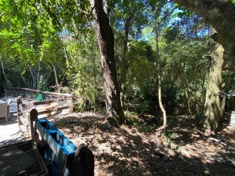 Acogedora Cabana Al Borde Del Rio Claro Villa Pucón Dış mekan fotoğraf